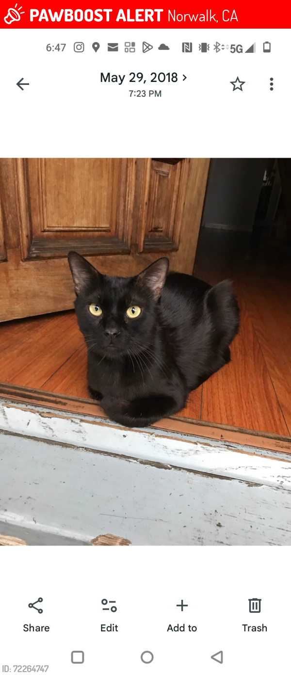 Lost Male Cat last seen Rosecrans and gridley, Norwalk, CA 90650