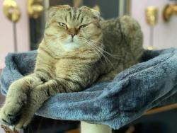Lost Male Cat last seen Los Largos, Indian Wells, CA 92210
