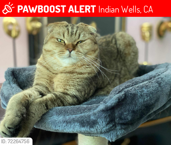 Lost Male Cat last seen Los Largos, Indian Wells, CA 92210