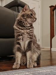 Lost Male Cat last seen 51st St and Southern Avenue, Laveen AZ, Phoenix, AZ 85339
