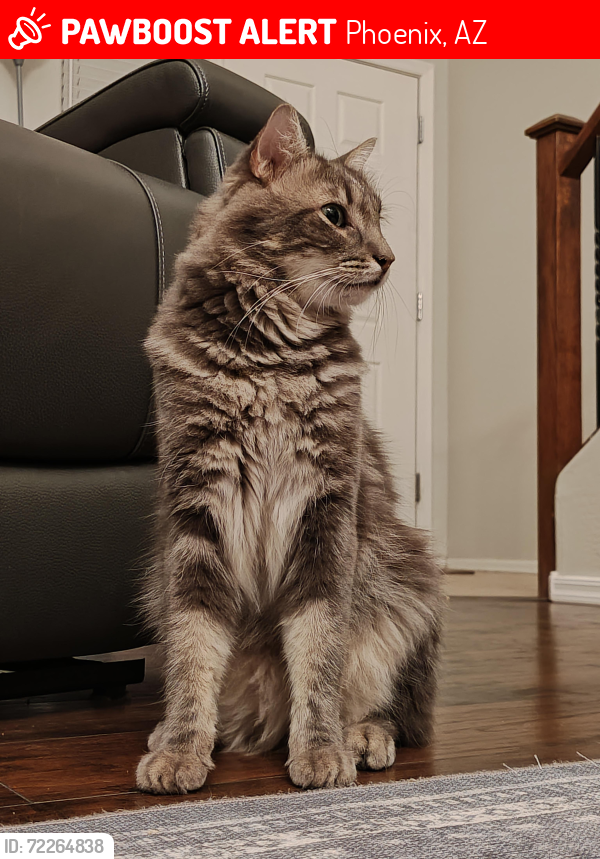 Lost Male Cat last seen 51st St and Southern Avenue, Laveen AZ, Phoenix, AZ 85339