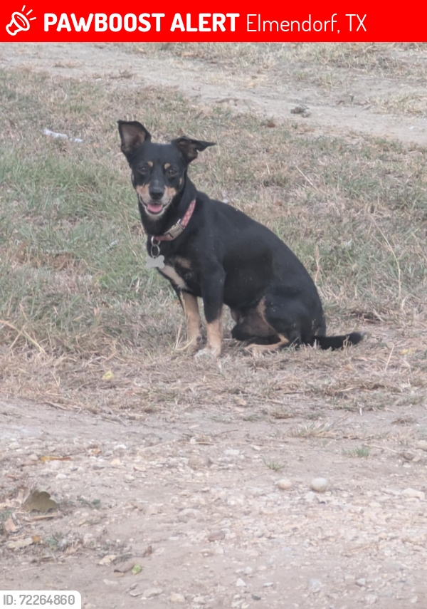 Lost Male Dog last seen by . 327, Elmendorf, TX 78112