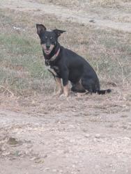 Lost Male Dog last seen by . 327, Elmendorf, TX 78112