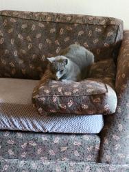 Lost Female Cat last seen 79th and Indian Lake Rd, Indianapolis, IN 46236