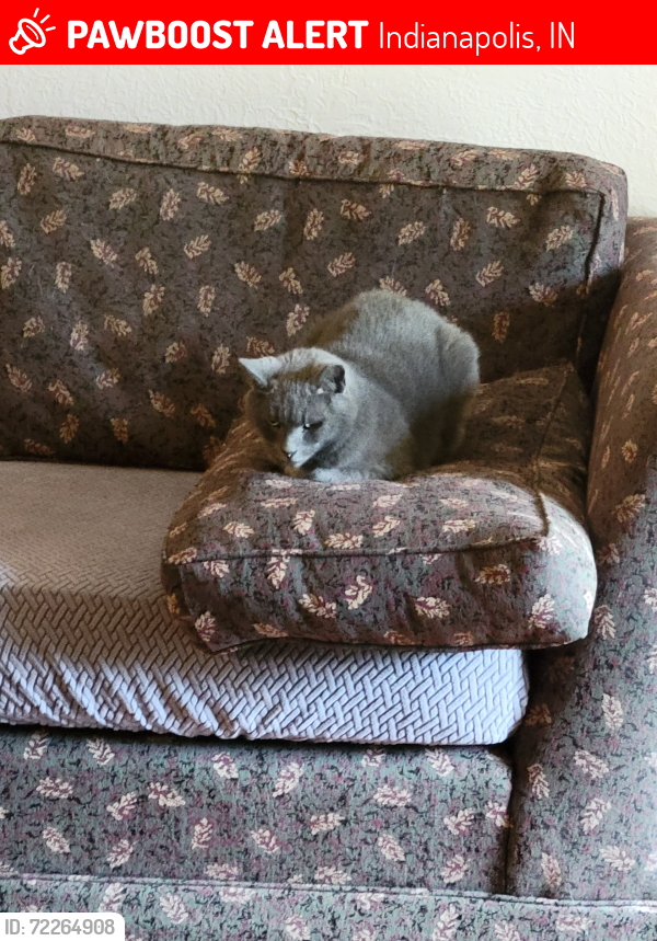 Lost Female Cat last seen 79th and Indian Lake Rd, Indianapolis, IN 46236