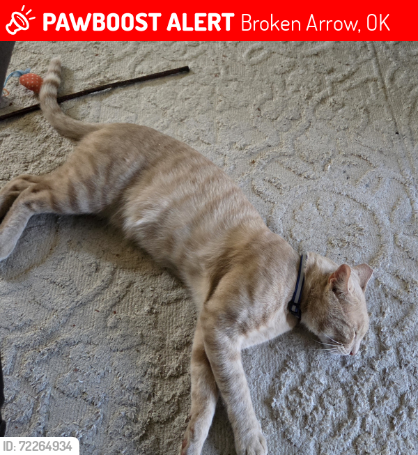 Lost Male Cat last seen 71st & elm, by rhema, Broken Arrow, OK 74012
