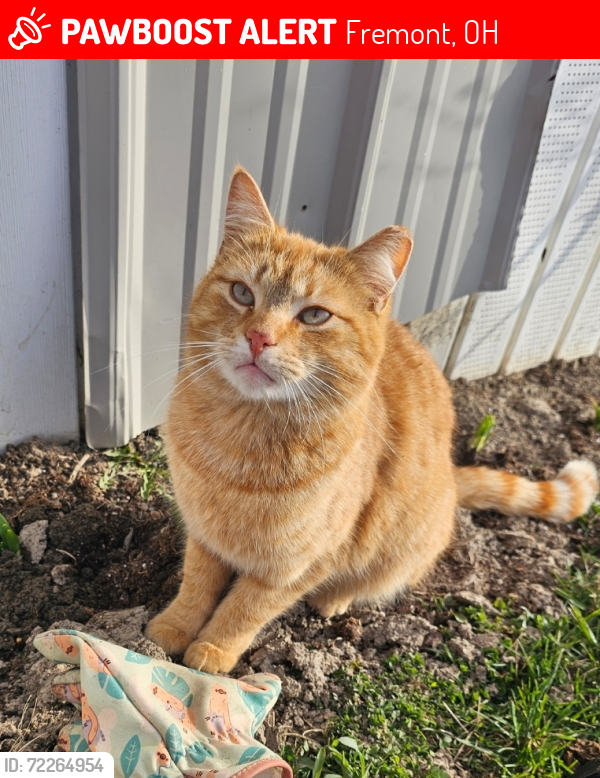 Lost Male Cat last seen Fang Rd. between CR 73 and Fremont Walmart, Fremont, OH 43420