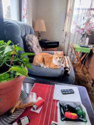 Lost Female Cat last seen Near Broadway Ave and Webster nw, Grand Rapids, MI 49504