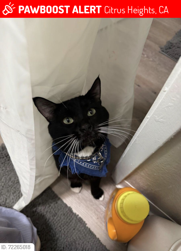 Lost Male Cat last seen Greenback & Mariposa, Citrus Heights, CA 95610