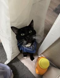 Lost Male Cat last seen Greenback & Mariposa, Citrus Heights, CA 95610