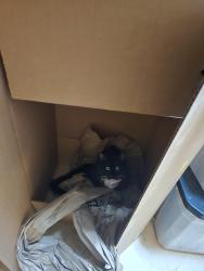 Lost Male Cat last seen Pope high school, Marietta, GA 30062