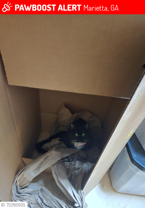 Lost Male Cat last seen Pope high school, Marietta, GA 30062