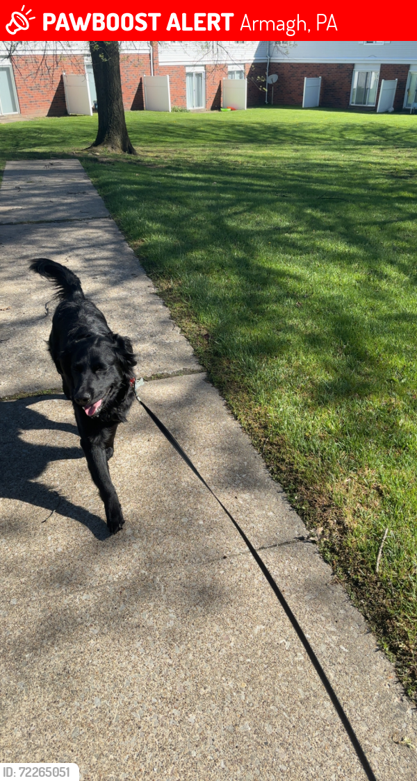 Lost Male Dog last seen route 22, Armagh, PA 15920