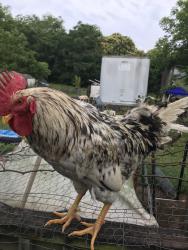 Lost Male Bird last seen Linstead dr, Macon, GA 31216