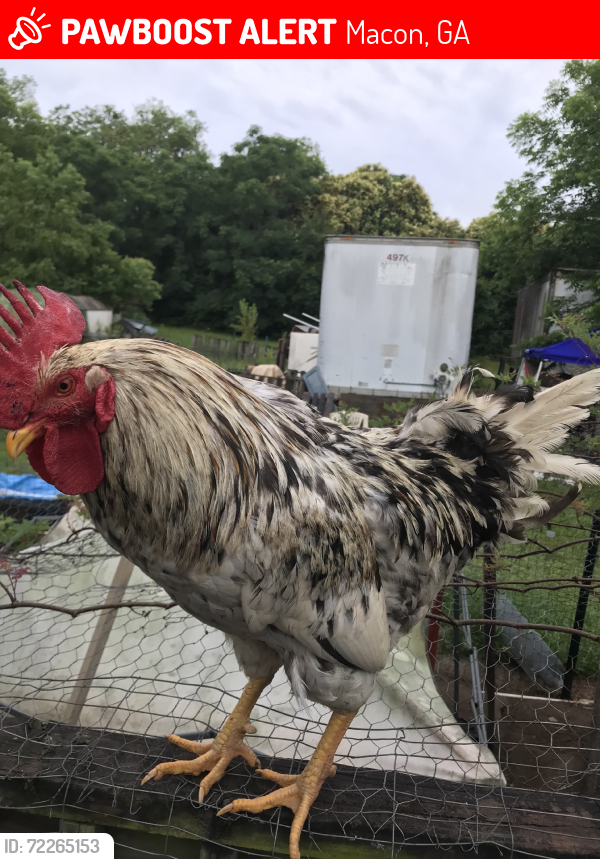 Lost Male Bird last seen Linstead dr, Macon, GA 31216