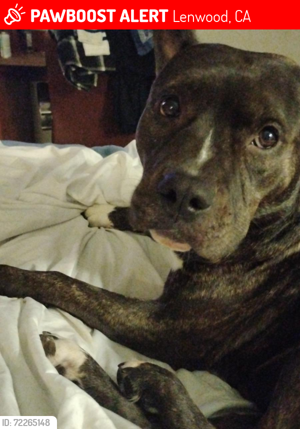 Lost Female Dog last seen Lenwood road/ community blvd, Lenwood, CA 92311