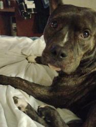 Lost Female Dog last seen Lenwood road/ community blvd, Lenwood, CA 92311