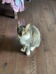 Lost Male Cat last seen Backs onto elementary school Kilgour School park/École des Navigateurs, Richmond, BC V7C 3G2