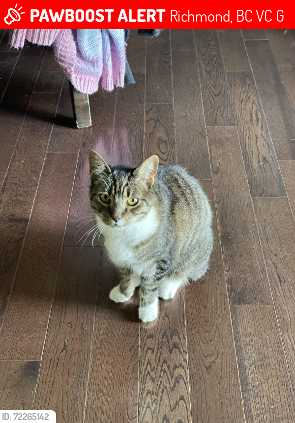 Lost Male Cat last seen Backs onto elementary school Kilgour School park/École des Navigateurs, Richmond, BC V7C 3G2