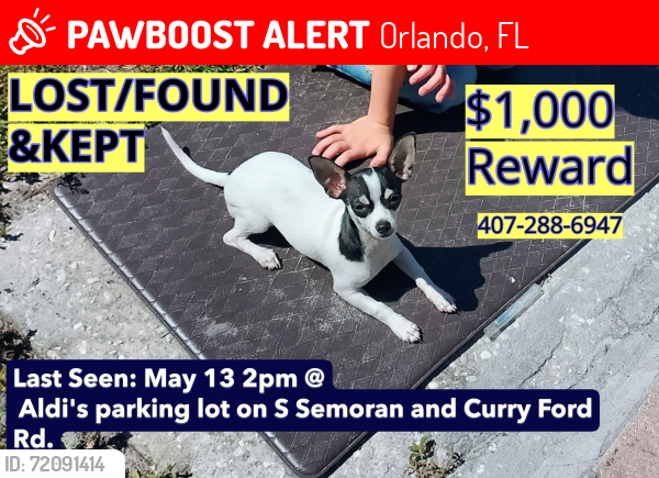 Lost Female Dog last seen aldis parking lot by curryford rd/grant st/ s semoran blvd, Orlando, FL 32822