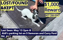 Lost Female Dog last seen aldis parking lot by curryford rd/grant st/ s semoran blvd, Orlando, FL 32822