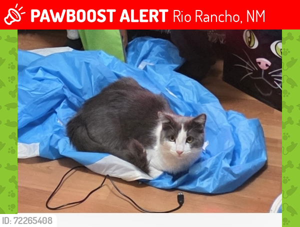 Lost Male Cat last seen Thoreau meadows & Clayton Meadows, Rio Rancho, NM 87144