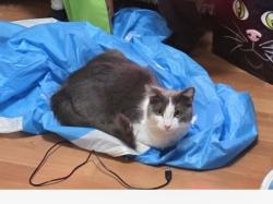 Lost Male Cat last seen Thoreau meadows & Clayton Meadows, Rio Rancho, NM 87144