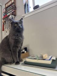 Lost Male Cat last seen Skeel and Los Posas, Camarillo, CA 93010