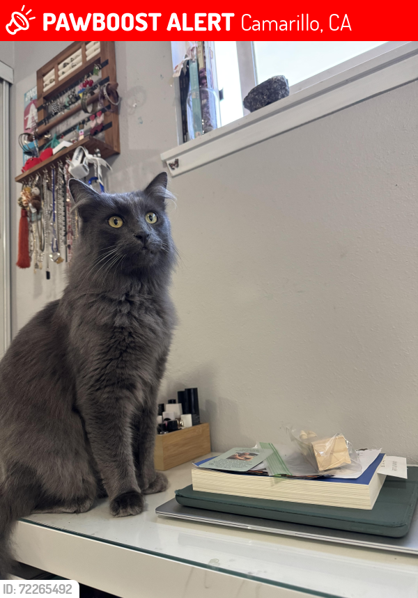 Lost Male Cat last seen Skeel and Los Posas, Camarillo, CA 93010