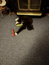 Lost Male Cat last seen rolling hills ave, Renton, WA 98055