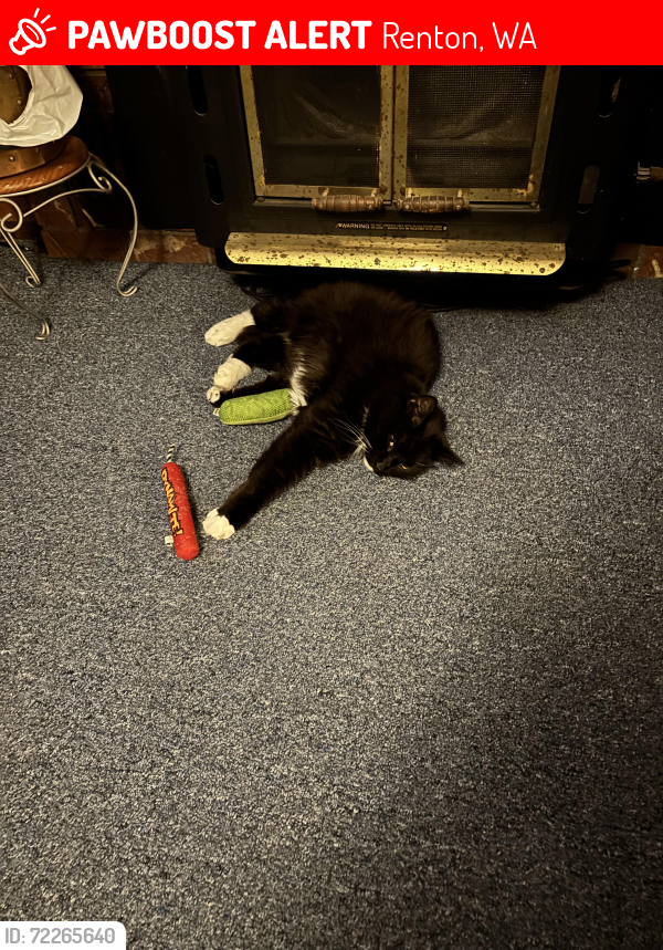 Lost Male Cat last seen rolling hills ave, Renton, WA 98055