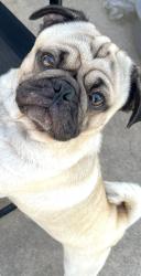 Lost Male Dog last seen Washmon Ave Harlingen , Harlingen, TX 78552
