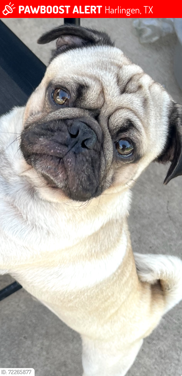 Lost Male Dog last seen Washmon Ave Harlingen , Harlingen, TX 78552
