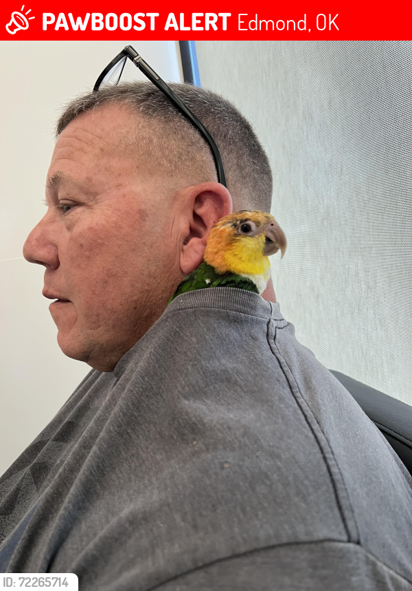 Lost Female Bird last seen Santa Fe and Danforth, Edmond, OK 73012