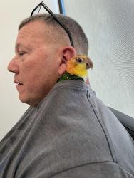 Lost Female Bird last seen Santa Fe and Danforth, Edmond, OK 73012