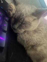 Lost Female Cat last seen Around Centennial Campground , Anchorage, AK 99504
