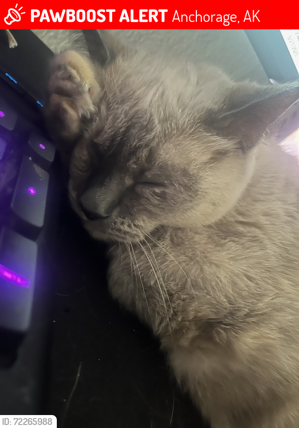 Lost Female Cat last seen Around Centennial Campground , Anchorage, AK 99504