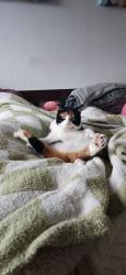 Lost Female Cat last seen Renaissance at 29th, Vancouver, WA 98683