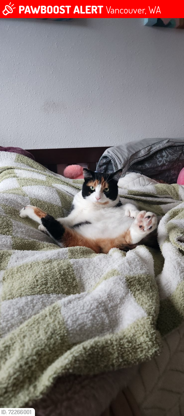Lost Female Cat last seen Renaissance at 29th, Vancouver, WA 98683