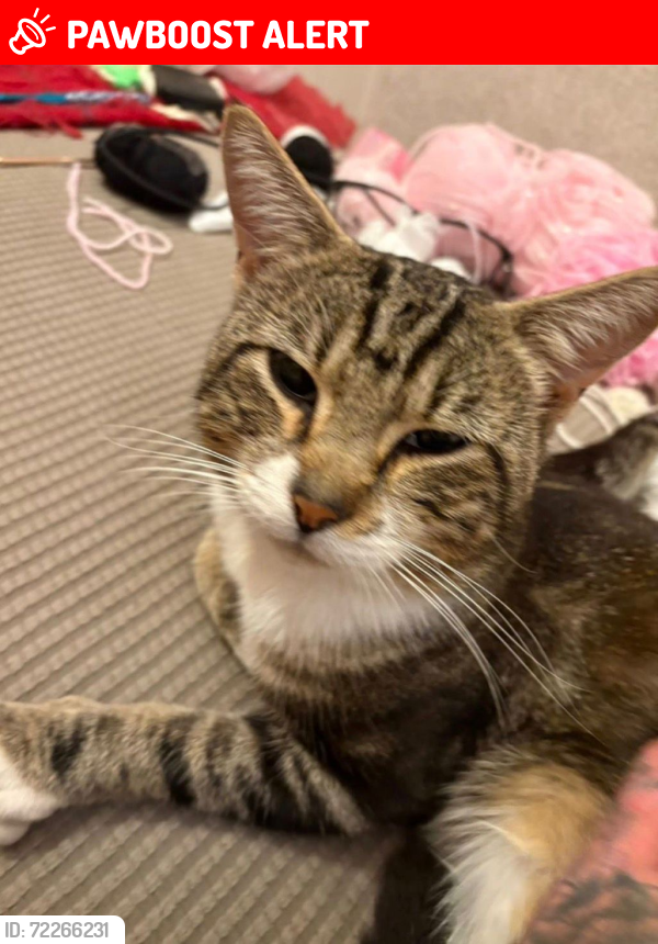 Lost Male Cat last seen Valley road, Brighton and Hove, England BN41