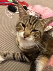 Lost Male Cat last seen Valley road, Brighton and Hove, England BN41