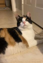Lost Female Cat last seen Enterprise road DeBary thai, Orange City, FL 32725