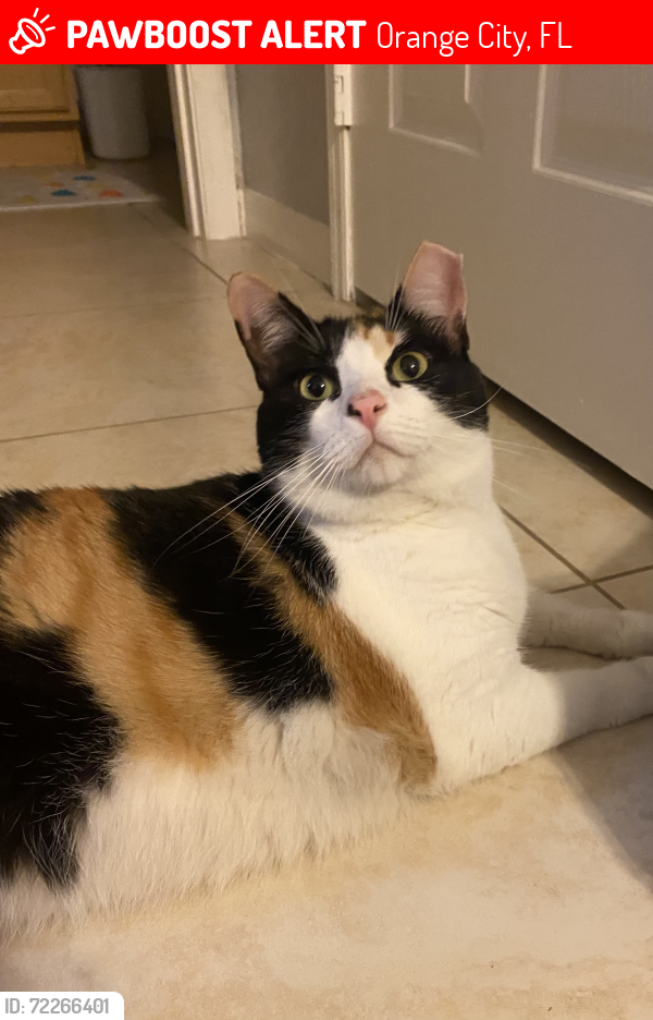 Lost Female Cat last seen Enterprise road DeBary thai, Orange City, FL 32725
