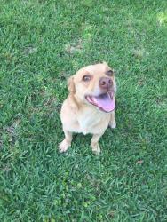 Lost Male Dog last seen Near Kearney road canton ms, Canton, MS 39046