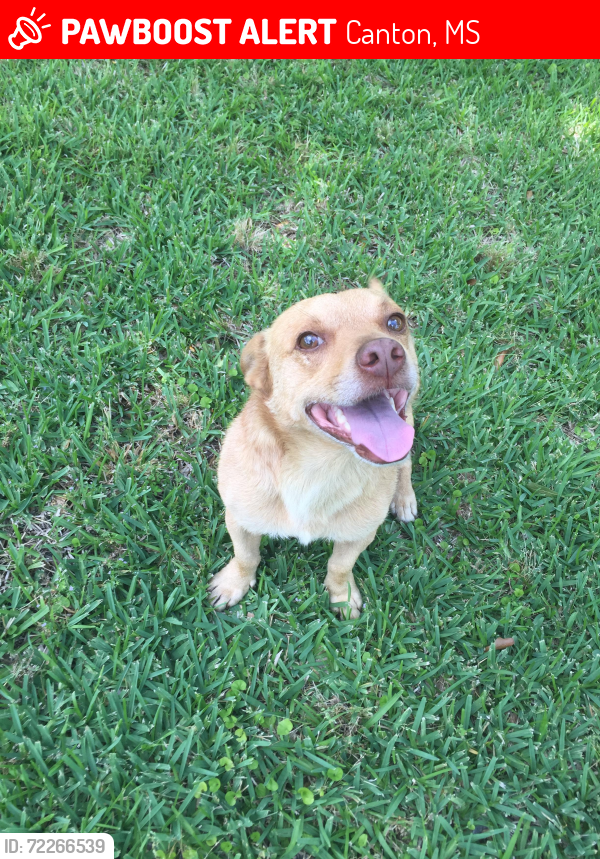 Lost Male Dog last seen Near Kearney road canton ms, Canton, MS 39046