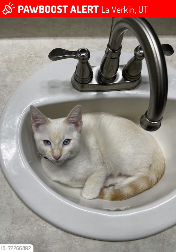 Lost Male Cat last seen Near west 179 south La verkin, La Verkin, UT 84745