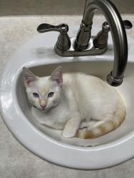 Lost Male Cat last seen Near west 179 south La verkin, La Verkin, UT 84745