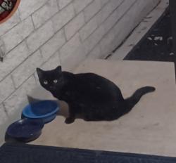 Found/Stray Unknown Cat last seen Cedar Springs Subdivision, Lupine Meadow, Aqua Valley, Aqua Verde, Cedar Point, Helotes, TX 78023