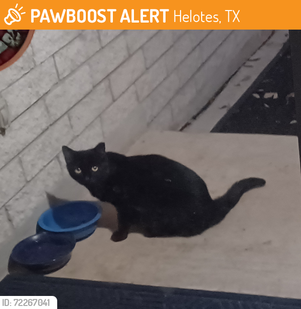Found/Stray Unknown Cat last seen Cedar Springs Subdivision, Lupine Meadow, Aqua Valley, Aqua Verde, Cedar Point, Helotes, TX 78023