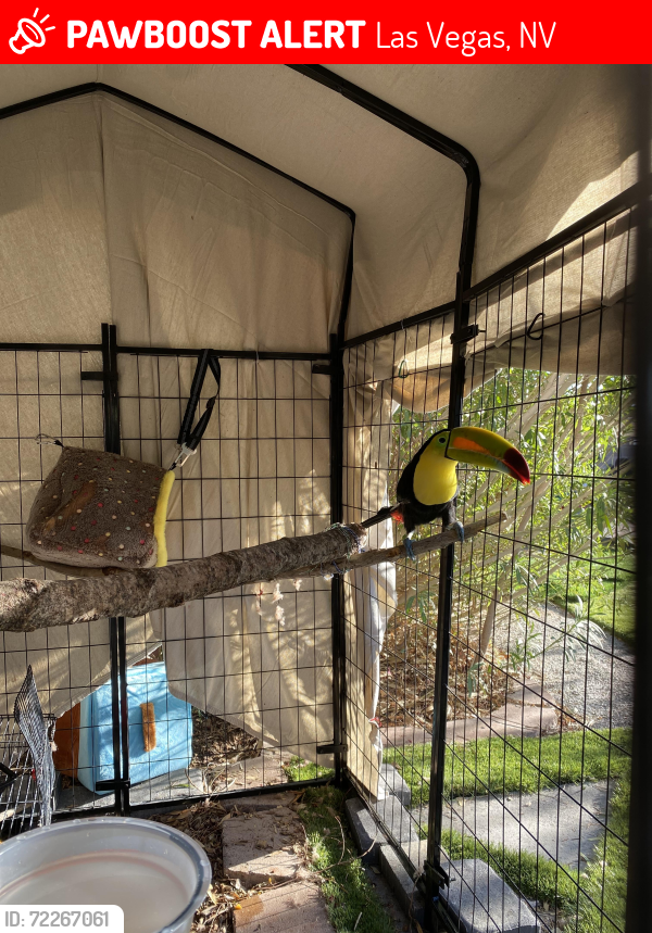 Lost Male Bird last seen Lone mountain and Torrey pines , Las Vegas, NV 89130